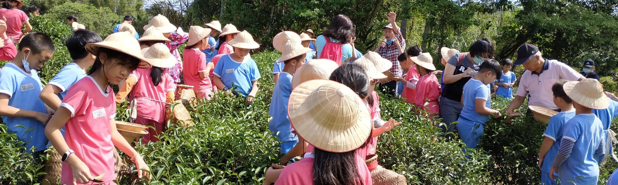 小小採茶工