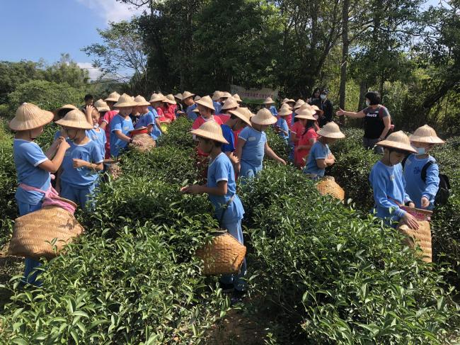 小小泡茶師